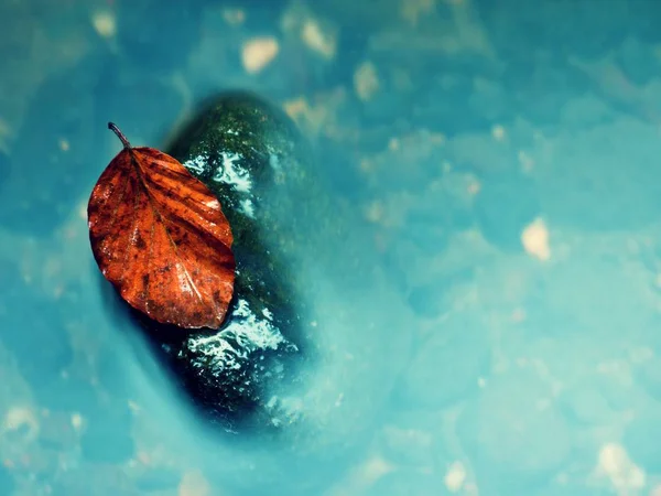 Färgglada löv från beech tree på basalt boulder i suddig snabba fjällbäck. Blå suddiga vågor, mjölkaktig rökig vatten med reflektioner. — Stockfoto