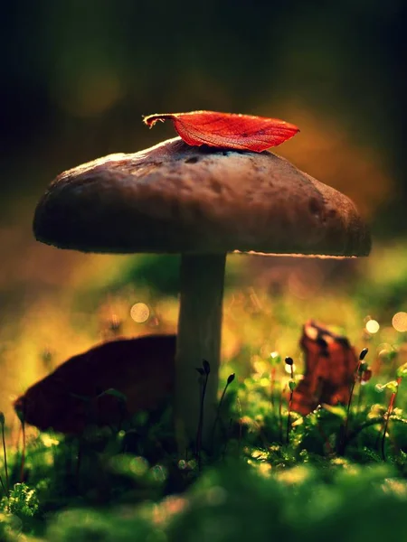 Mysterieuze wilde muschroom in verlichting bos. Slanke stengel, gevallen blad op cap met surrealistische licht. Moss en sprookjesachtige paddenstoelen — Stockfoto