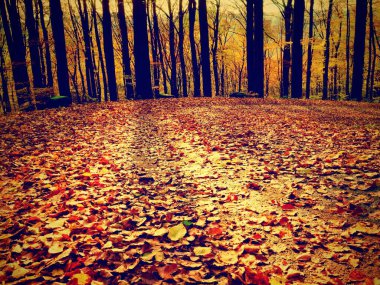 Sarı turuncu sonbahar orman. Renkli zemin ile sonbahar orman 