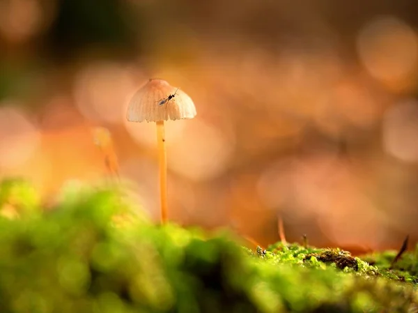 Misterioso cogumelo selvagem na floresta de iluminação. Haste fina, folhas caídas — Fotografia de Stock