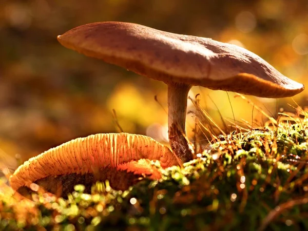 Misteriosa sala de musgo salvaje en el bosque de iluminación. Tallo delgado, hojas caídas — Foto de Stock