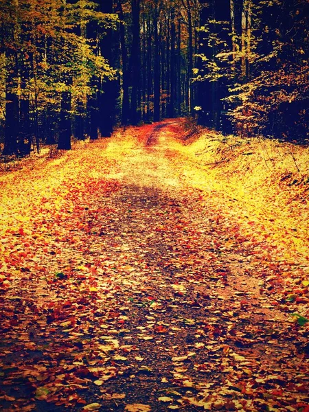 黄橙色秋天森林。秋天的树林与多彩地面 — 图库照片