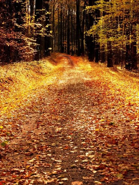 Forêt d'automne orange jaune. Forêt d'automne avec sol coloré — Photo