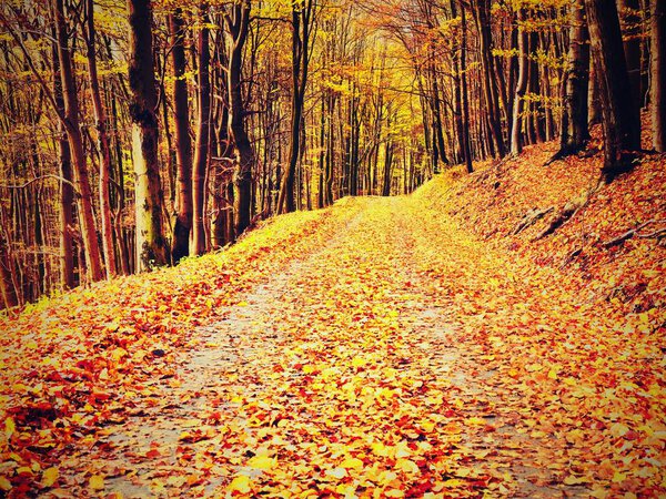 Yellow Orange Autumn Forest. Autumn forest with ground covered with orange and yellow leaves carpet. Sun rays shinning between branches
