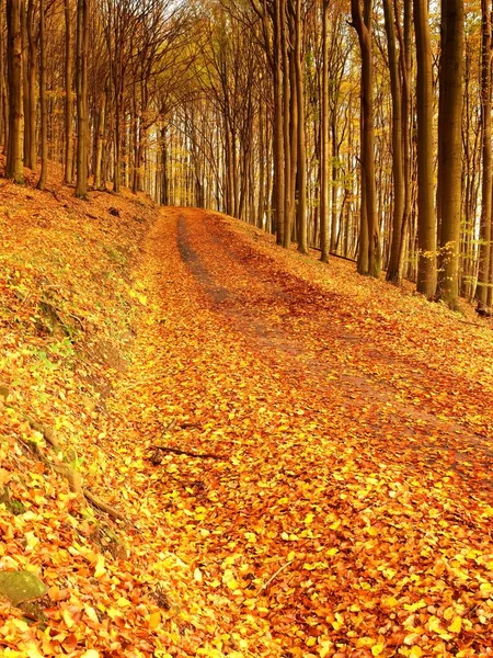 Bosque de otoño amarillo anaranjado. Bosque otoñal con suelo colorido —  Fotos de Stock
