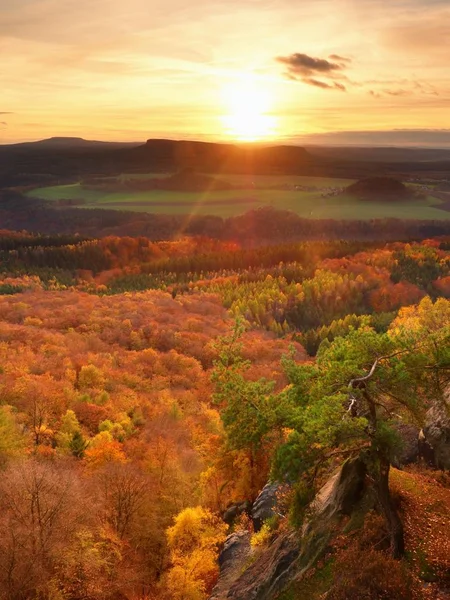 Čerstvé živé barvy podzimního lesa. Pohled přes bříza a borovice lesní — Stock fotografie