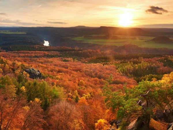 Frische lebendige Farben des herbstlichen Waldes. Blick über Birken- und Kiefernwald — Stockfoto