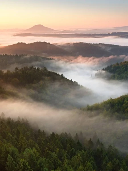 Otoño amanecer bosque, caída valle colorido lleno de niebla densa — Foto de Stock