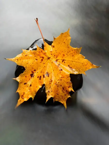 The colorful broken leaf from maple tree on basalt stones in blurred water — Stock Photo, Image
