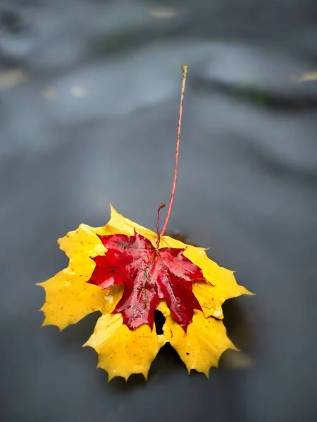 Gefallenes trockenes Ahornblatt auf Wasser, Blätterstock auf Stein im Bach — Stockfoto