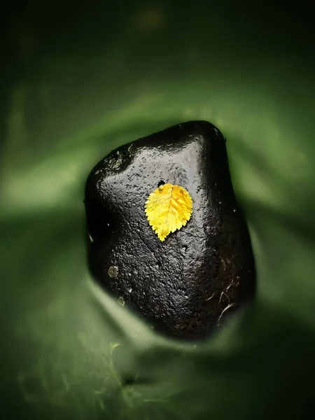 Feuilles d'automne prises sur la pierre avec de l'eau coulant autour d'elle. Symbole jaune orange de l'automne — Photo