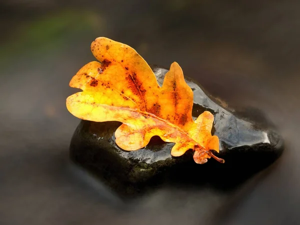 Queda folha colorida descansando em uma pedra com água fluindo em torno dele — Fotografia de Stock