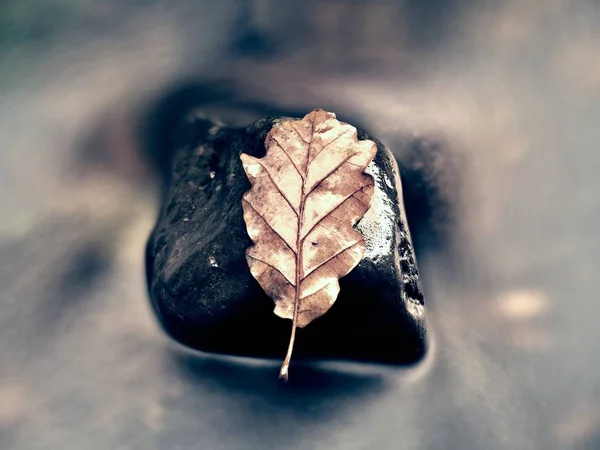 Fall colored leaf resting on a stone  with water flowing around it — Stock Photo, Image