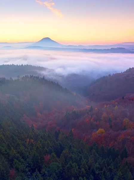 Marvelous daybreak above valley full of colorful mist. Peaks of high trees — Stock Photo, Image