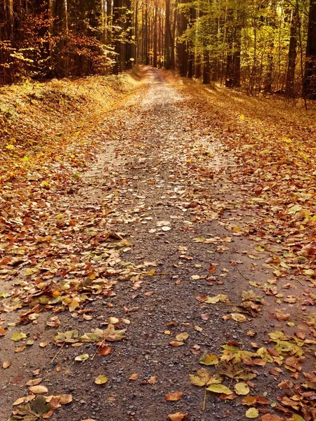 Path leading among the beech trees in early autumn forest. Fresh colors — Stock Photo, Image