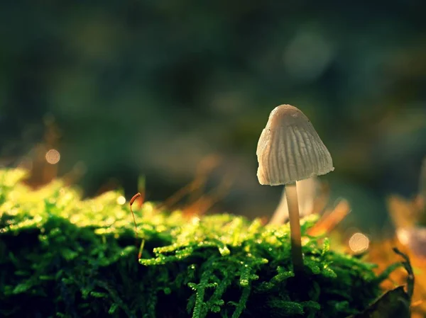 Misterioso cogumelo selvagem na floresta de iluminação. Haste fina, folhas caídas — Fotografia de Stock