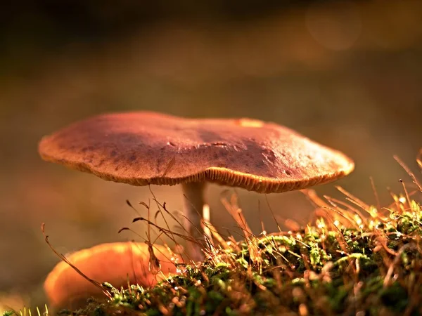 Misterioso cogumelo selvagem na floresta de iluminação. Haste fina, folhas caídas — Fotografia de Stock