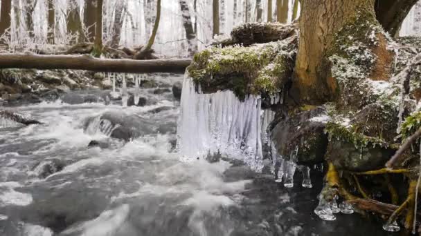 Stralende ijspegels. Bevroren druppels boven winter stroom gemaakt mooie ijspegels. Glinsterende ijs boven schuimend winter brook. Gevallen stam en tak met ijslaag en kleine sneeuwvlokken. — Stockvideo