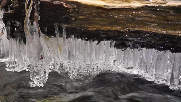 De longues glaces pendent au-dessus de l'eau froide sombre de la rivière de montagne. Glaces scintillantes au-dessus de l'eau laiteuse du ruisseau. Les branches des troncs tombés sont couvertes de petits flocons de neige poudreuse. 4k 3840 X 2160 — Video