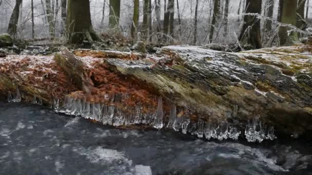 Shinning icicles. Frozen drops above winter stream created beautiful icicles.  Glittering ice above foamy winter brook. Fallen trunk and branch with ice cover and small snow flakes. — Stock Video
