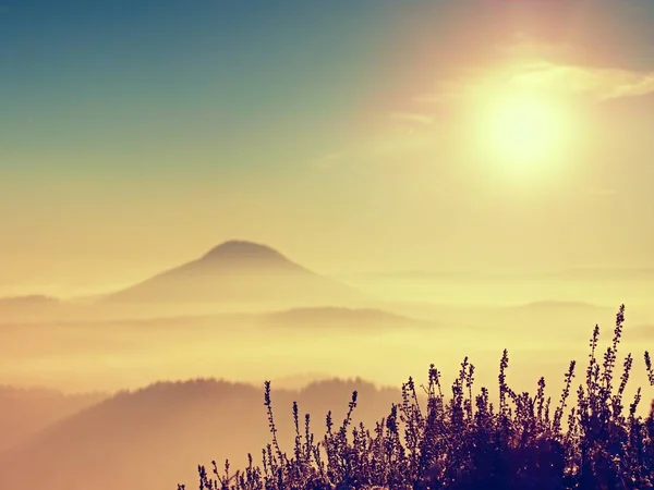 Πρώτο χιόνι σε heather ανθίζοντας θάμνο σε βράχο στο πάρκο. Ορεινό τοπίο — Φωτογραφία Αρχείου