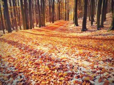 Karlı yol erken kış orman kayın ağaçlarının altında.