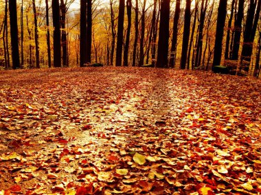 Sonbaharda orman yolu. Sonbahar manzara. Yaprak renkleri
