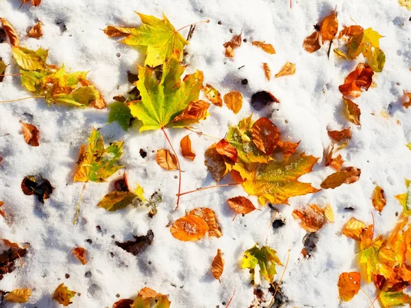 Πεσμένα πράσινου και πορτοκαλί ξηρό φύλλο σφενδάμνου και φύλλα οξιάς στο χιόνι. — Φωτογραφία Αρχείου