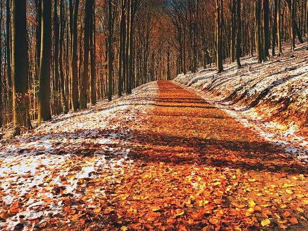 Karlı yol erken kış orman kayın ağaçlarının altında. — Stok fotoğraf