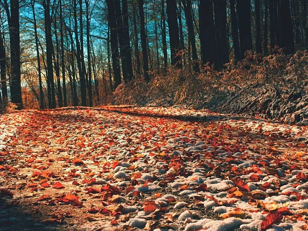 Snowy ścieżka pod buków w lesie wczesną zimą. — Zdjęcie stockowe