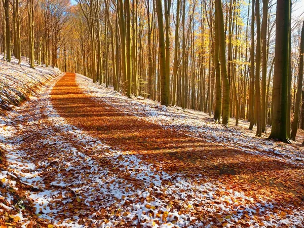 Karlı yol erken kış orman kayın ağaçlarının altında. — Stok fotoğraf