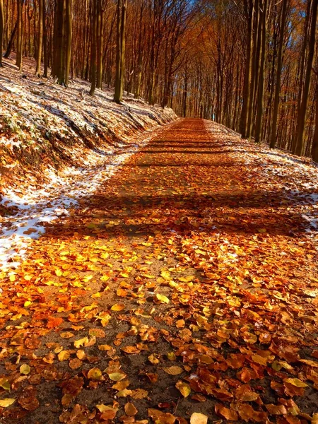 Sendero cubierto de nieve bajo hayas a principios del bosque invernal . —  Fotos de Stock