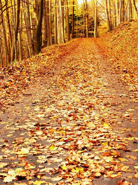 Forest Road in autumn. Autumn Landscape. Colors of leaves — Stock Photo, Image