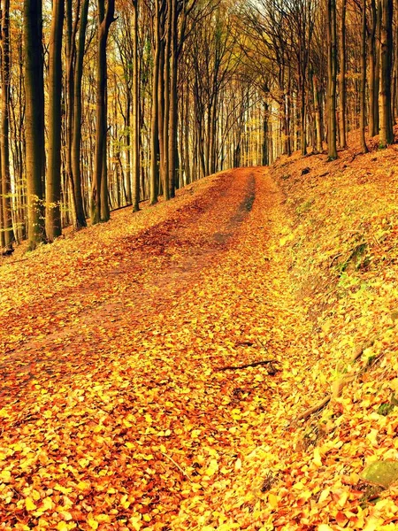 Skogsvägen i höst. Hösten landskap. Färgerna på bladen — Stockfoto
