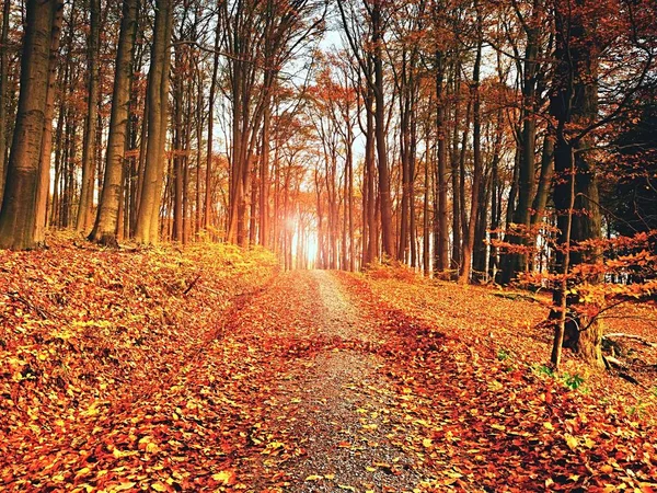 Forest Road in autunno. Paesaggio autunnale. Colori delle foglie — Foto Stock