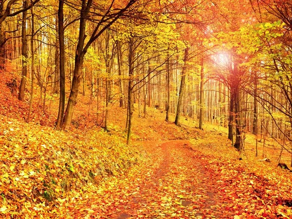 Forest Road en automne. Paysage d'automne. Couleurs des feuilles — Photo