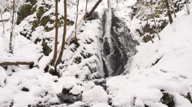 Karlı şelale kış orman içinde. Bazalt taş tarafından taze kar kar kaplı şelale feryat. Taşlı maruz akışı banka. Kabarcıklar Stream otantik ses. 