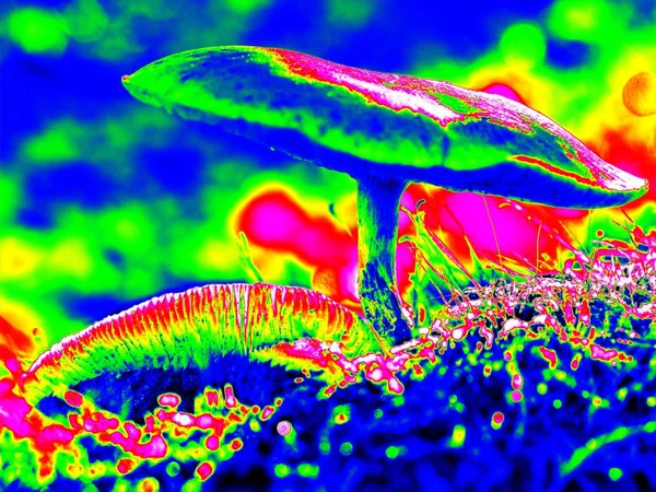 Infrarot-photo.mysteriöse wilde Muschroom in Beleuchtung Wald. — Stockfoto