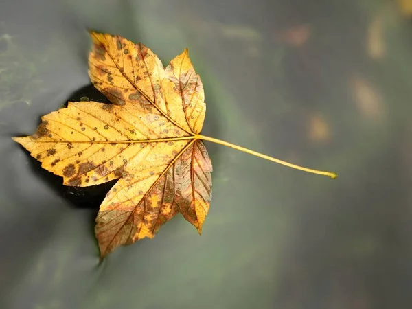 The colorful broken leaf from maple tree on basalt stones in blurred water