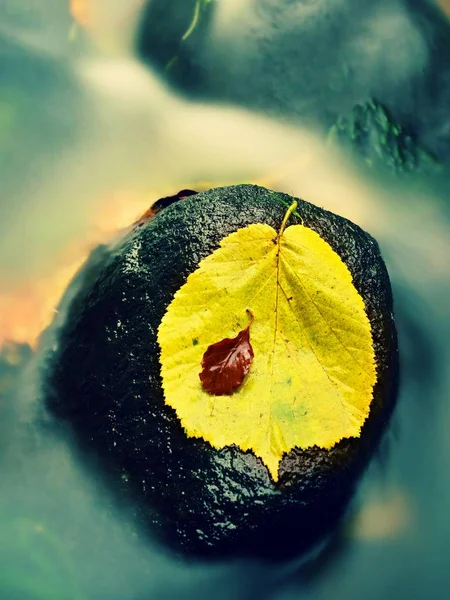 Fall colored leaf resting on a stone  with water flowing around it — Stock Photo, Image