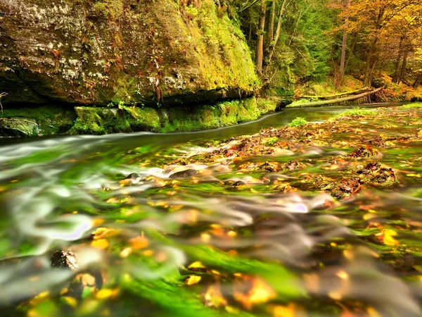 Coloridas hojas de otoño en roca en el arroyo de otoño de montaña . — Foto de Stock