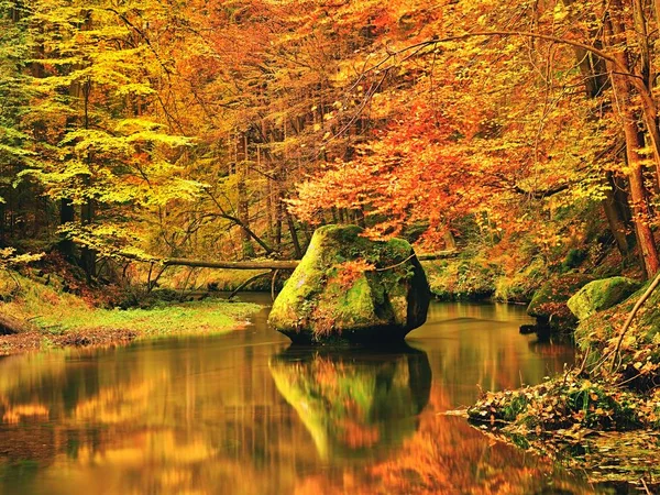 Bosque colorido de otoño sobre el río de montaña. Agua bajo las hojas árboles — Foto de Stock