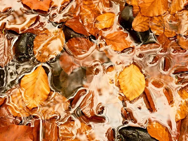 Natural mirror in orange frame. Fallen beech leaves  in water of mountain river — Stock Photo, Image