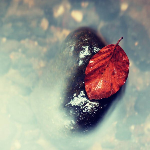 Colorful leaf from beech tree on basalt boulder in blurred mountain rapid stream. Blue blurred waves, milky smoky water with reflections.