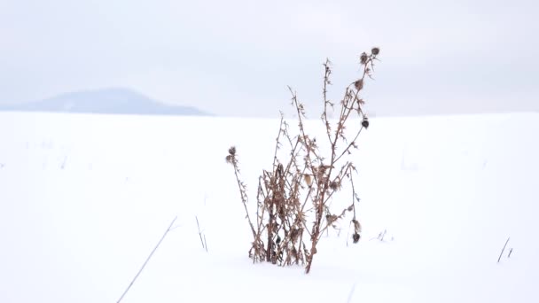 Trockener Distelbusch, der bei leichtem Gefrierwind zittert. gefrorener Dorn im verschneiten Feld, wintertrockenes Gras, das vom Schnee klebt. Wald jill am Horizont, Winterlandschaft. — Stockvideo