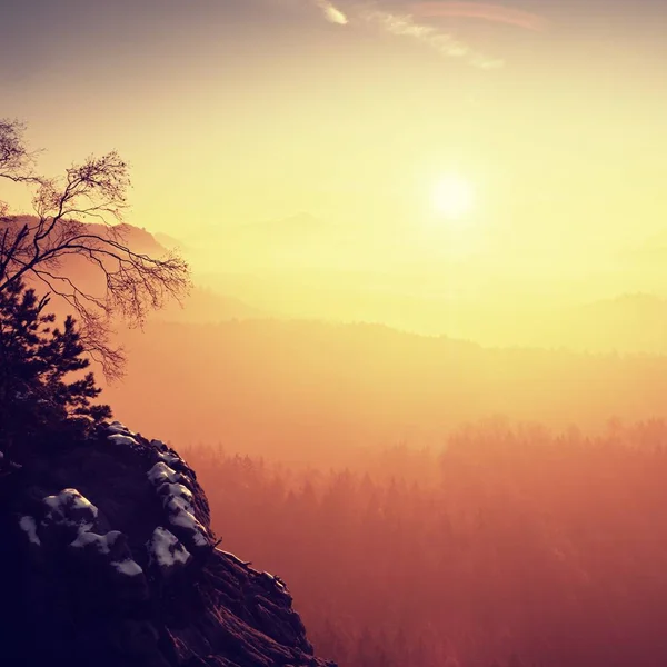 Vue à travers les arbres jusqu'à la vallée brumeuse au lever du jour du printemps. Brume et brouillard — Photo