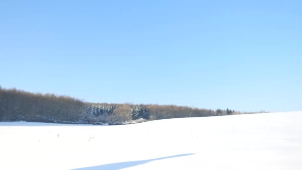 Turista de invierno con raquetas de nieve caminar en la deriva nevada. Caminante en chaqueta deportiva rosa y pantalones de trekking negros raquetas de nieve en polvo nieve. Nublado día de invierno, viento suave trae pequeños copos de nieve . — Vídeo de stock