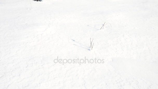 Man poten met sneeuwschoenen lopen in de sneeuw. Detail van de winter wandeling in sneeuwjacht, sneeuwschoenwandelen met trekking palen en dekking in poeder sneeuw schoen. Zachte wind brengt kleine sneeuwvlokken — Stockvideo
