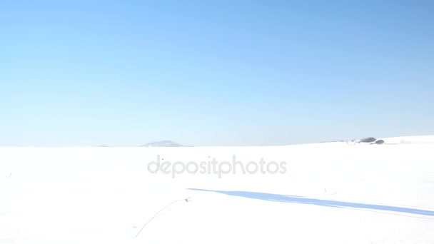 Winter toeristische met sneeuwschoenen wandeling in de sneeuw drift. Wandelaar in roze sport jasje en zwarte broek Sneeuwschoenwandelen in poeder sneeuw wandelen. Amazing swinter dag, zachte wind brengt kleine sneeuwvlokken. — Stockvideo