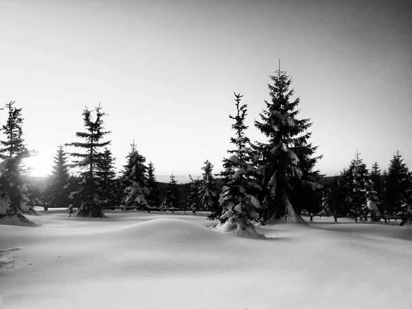 Soirée d'hiver en montagne. Forêt couverte de neige poudreuse — Photo